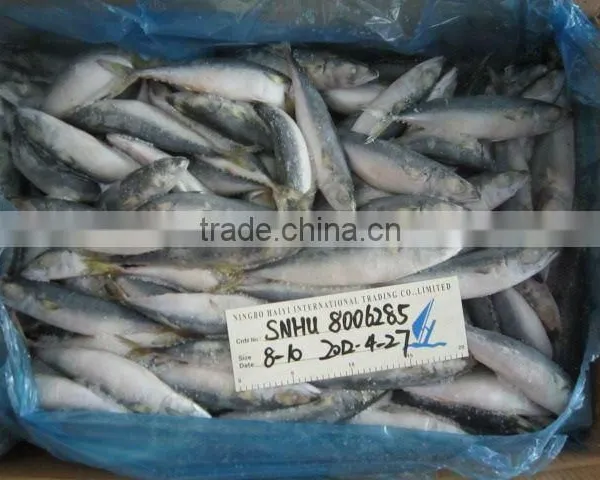 WHOLE ROUND FROZEN MACKEREL 8-10pcs/kg