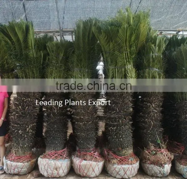 Cycas Revoluta Multi Branches photo-5