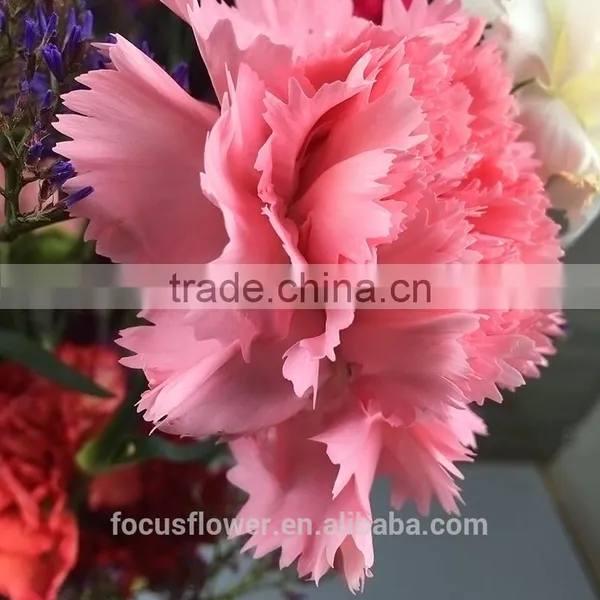perennial flowering plant carnation cut flower prices to workmates