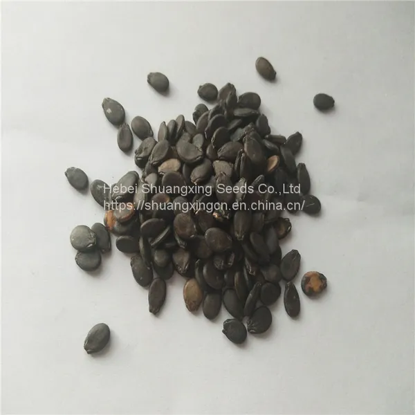 Crimson Hybrid Oval Shape Watermelon Seeds for Planting photo-4