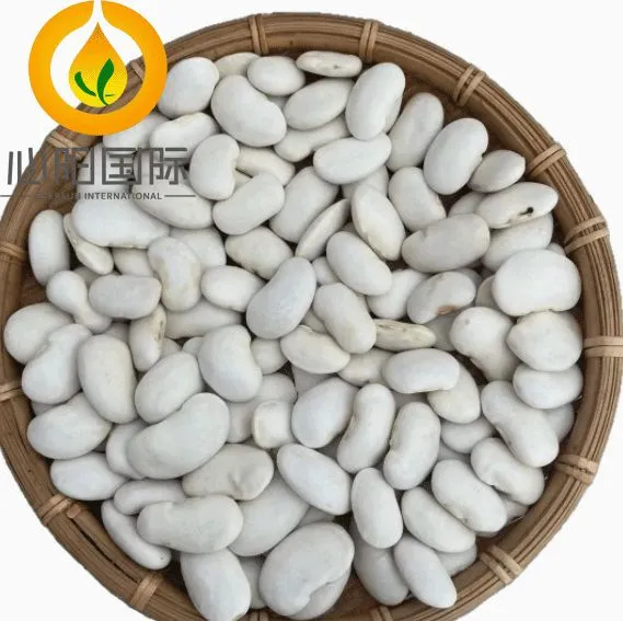 Highest Quality Natural Wholesale Top Grade White Kidney Beans for Exporting