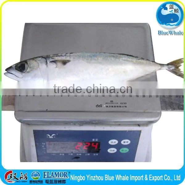 Egypt Scomber Japonicus Frozen Pacific Mackerel 200-300g photo-5
