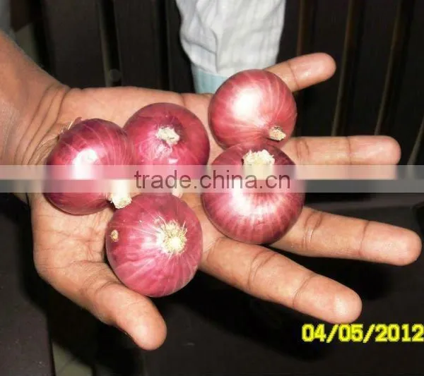 Onion From Nasik,India photo-5