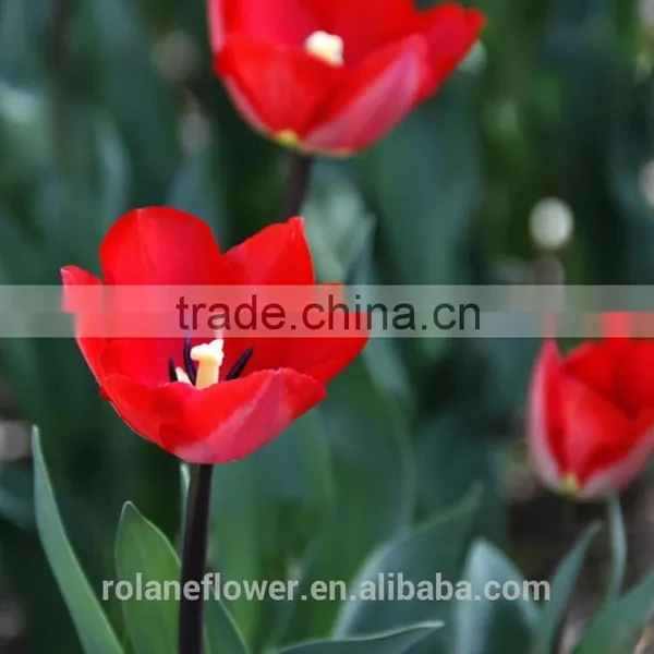 the High Quality Fresh Cut Tulip Bulbs Flower From Yunan photo-5