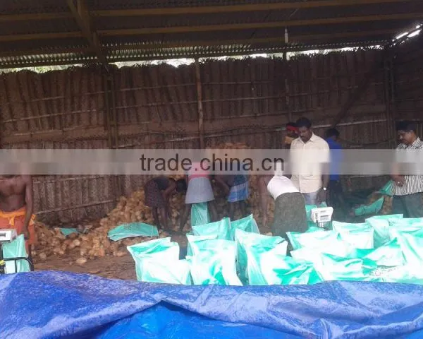 Semi Husked Cocount photo-3