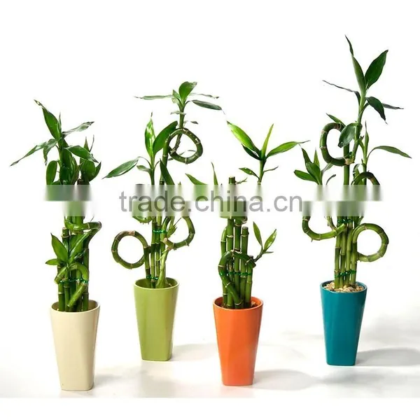 Lucky Bamboo Decoration Simple Style photo-3