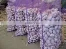 Indian Fresh Garlic