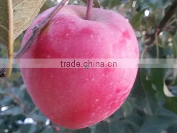 Fresh Red Delicious Apple