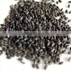 TROPICAL THAI BASIL SEEDS CULINARY HERBS FOR COOKING AND DESSERT