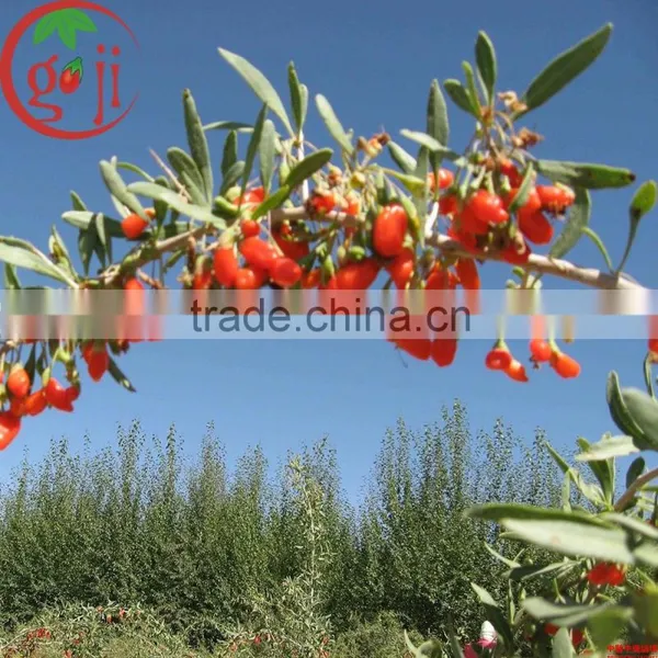 Ningxia NQ-01 Goji Berry Seeds/Goji Seeds for Planting photo-2