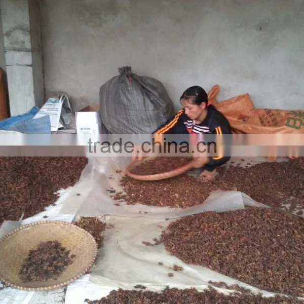 VIETNAM SPRING STAR ANISEED photo-2