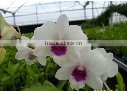 Dendrobium Hybrids Orchid Plant Blooming Orchids