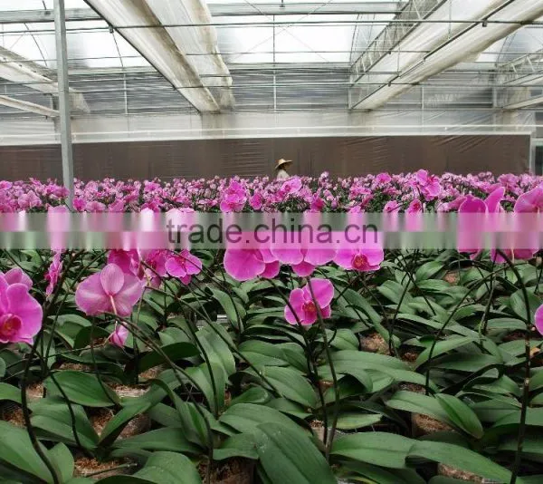 Greenhouses for Roses photo-4