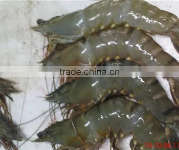 Assured Quality Frozen Vannamei Shrimp From China Competitive Price photo-2