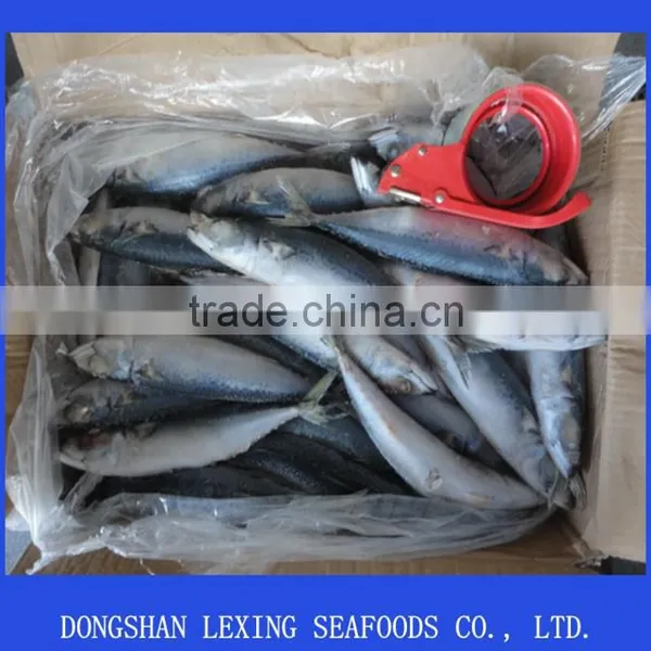 Pacific Mackerel photo-2