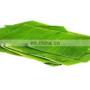 BEST Price Natural LEAF Banana Leaves/Fresh Banana Leaf photo-3