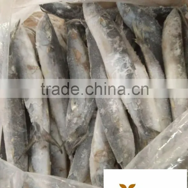 Fresh Seafood Frozen Spanish Mackerel