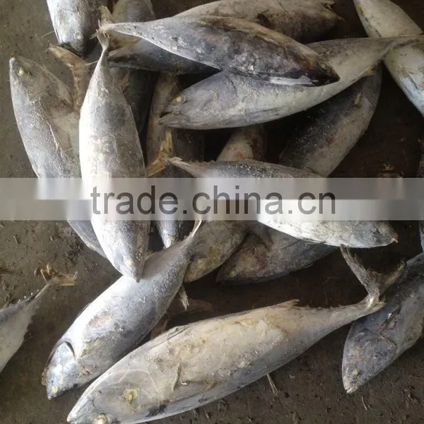 TOP Qualiyt 750g up Frozen Bonito Tuna for Market photo-4