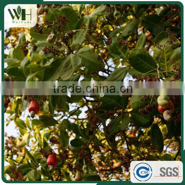 2016 Newest Cambodia Shell Attached Cashew Nut photo-6