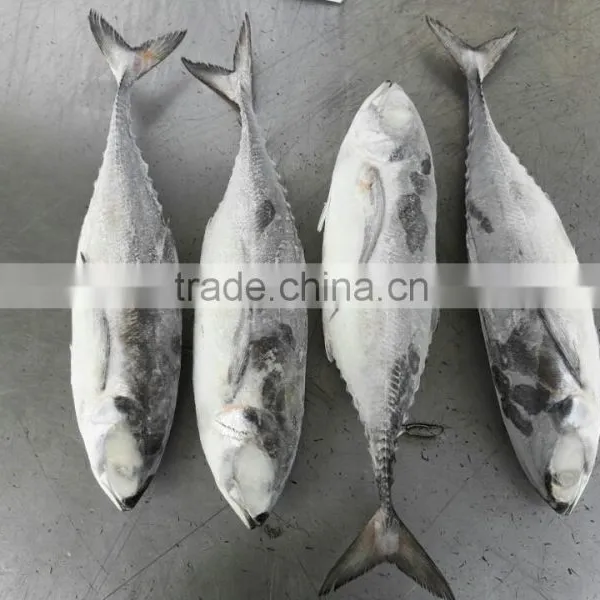Frozen Horse Mackerel Whole Round photo-3
