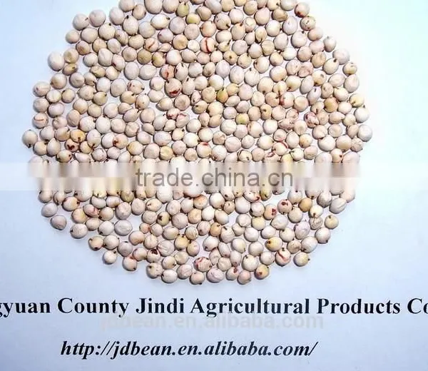 White Sorghum With Good Quality New Corp photo-3