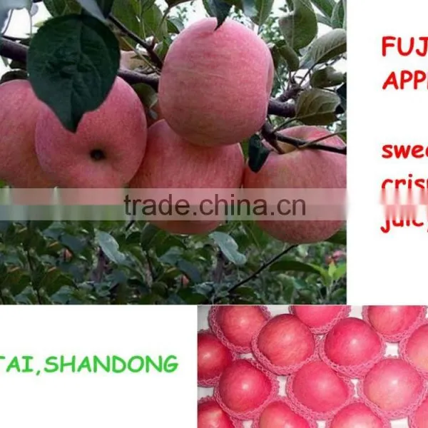 Wholesale 2015 Grade A Fuji Apple photo-6