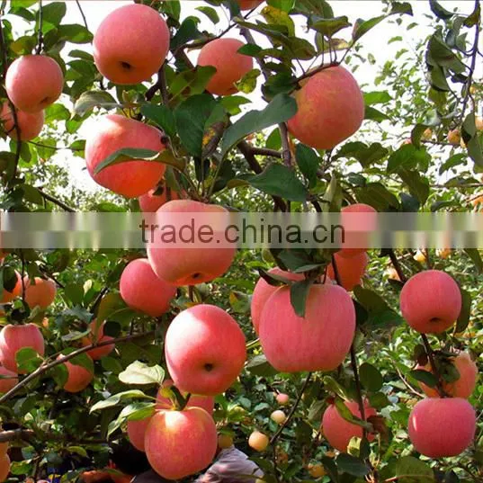 Chinese Fresh Fuji Apple With Best Price for Export photo-6