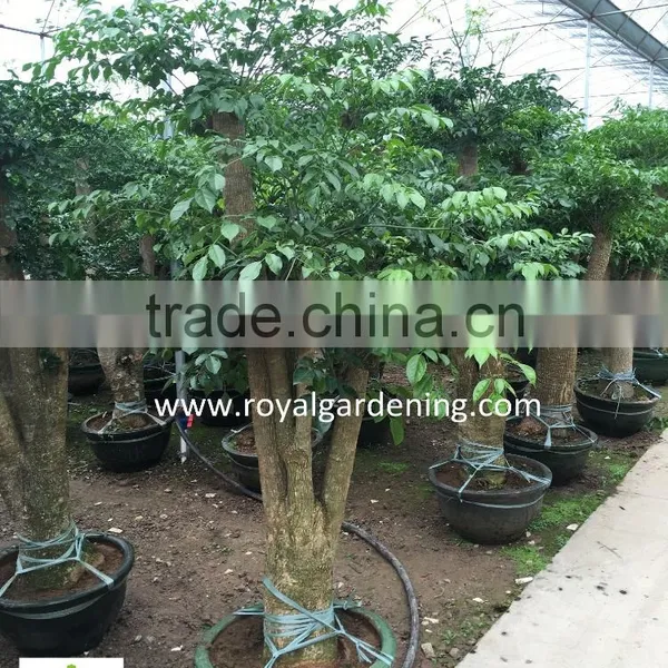 Heteropanax Fragrans High 1-2m photo-5