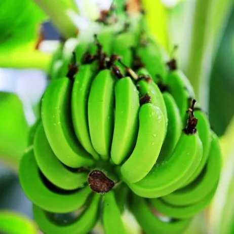Banana Peeling Machine for Green Banana or Ripe Banana