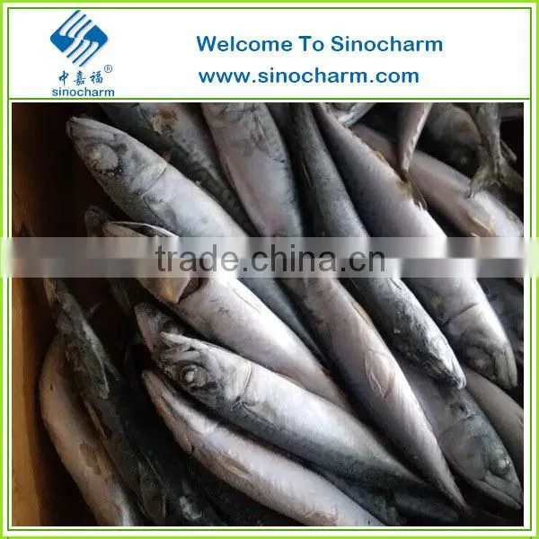 Frozen Mackerel Fish for Sale