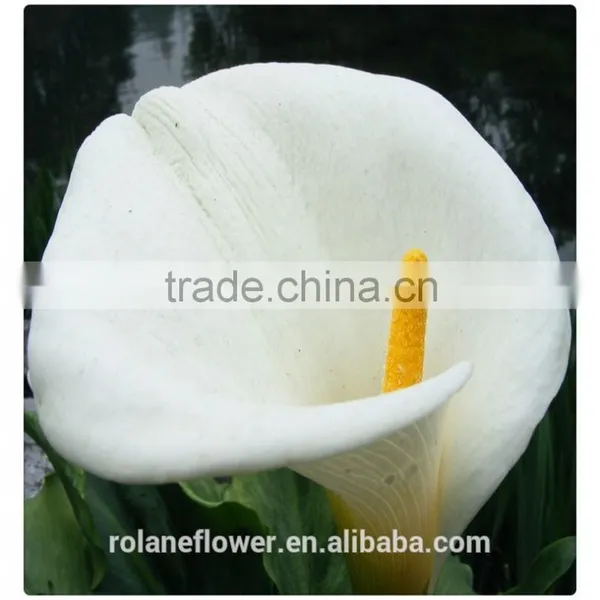 Beautiful Natural Fresh Cut Colorful Calla Lily Flowers for Decoration photo-3