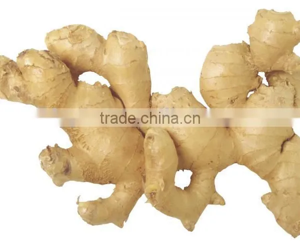 Chinese Fresh Ginger for Sale photo-3
