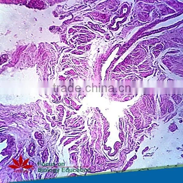 Hot Sale Educational Histology Glass Microscope Mixed Set Prepared Slides photo-3