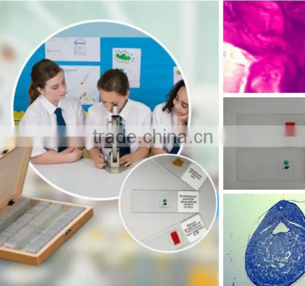Chicken Embryo Prepared Microscope Slides