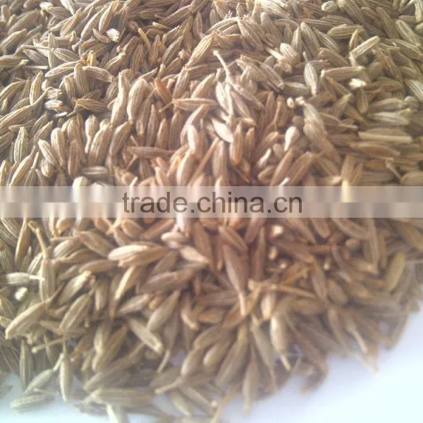 Bunium Persicum (cumin) photo-2