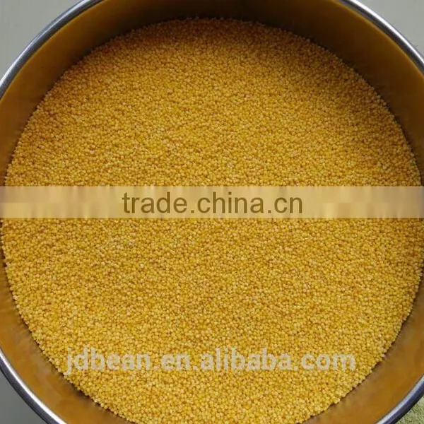 Organic Hulled Glutinous Yellow Millet for Vacuum Packing and Bulk photo-4
