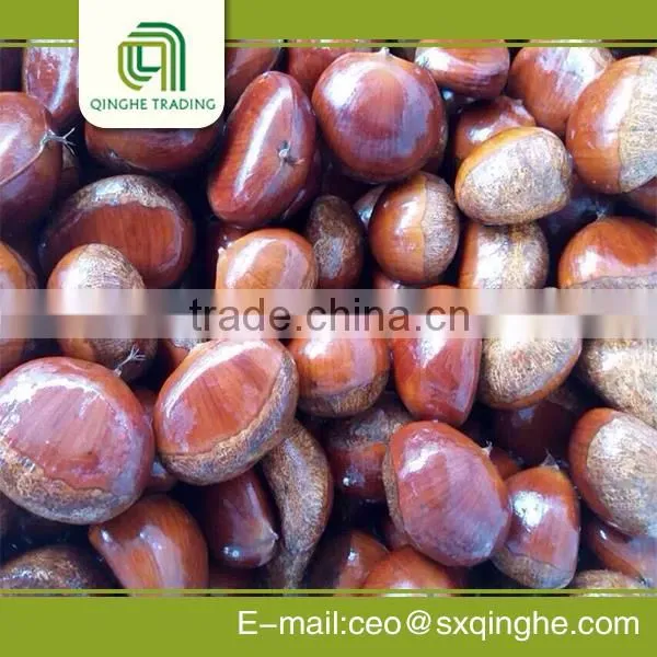 Fresh Chestnut Insell for Wholesales photo-6