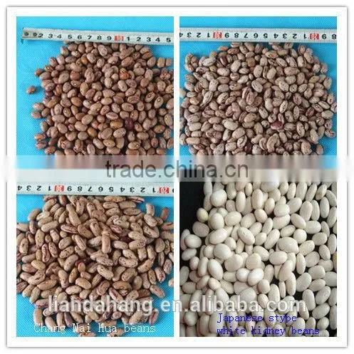 ADZUKI BEAN photo-4