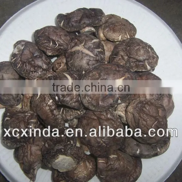 2015 Export Shiitake Mushroom ,Hot Sale Tea Flower Mushroom