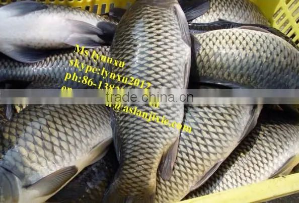 Fish Scaling Machine/stainless Steel Fish Scaler photo-2