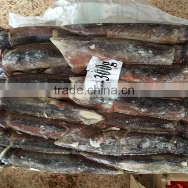 Frozen Squid(loligo Squid,frozen Fish) photo-6