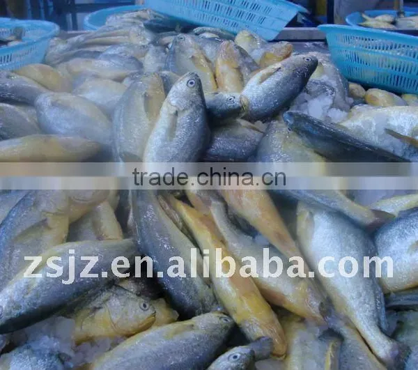 Frozen Yellow Croaker Fish