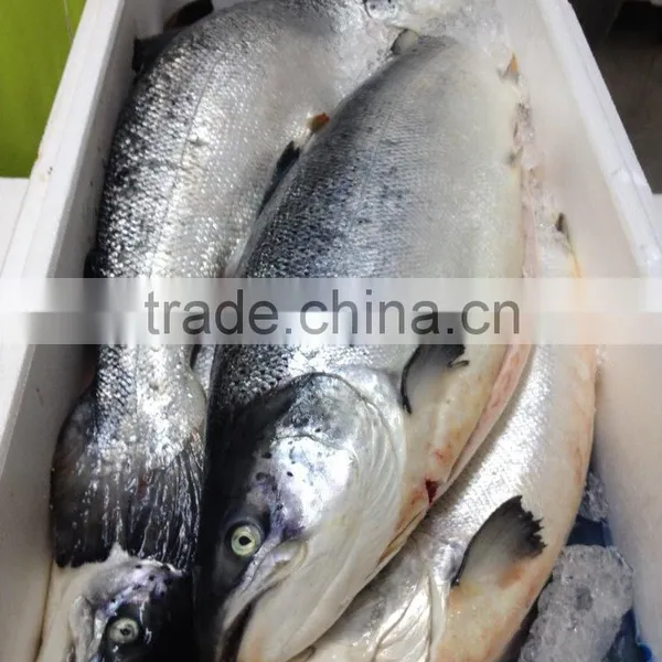 Atlantic Salmon photo-3