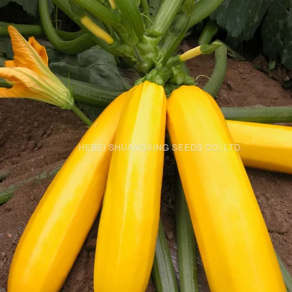 Yellow Beauty Early Maturity Yellow Skin Hybrid Squash Seeds photo-3