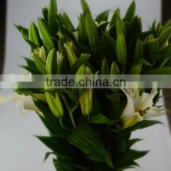 High Grade Siberia Little Lily Flowers photo-4