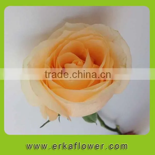 Diversified in Packaging Classical New Arrival Rose Floral photo-6