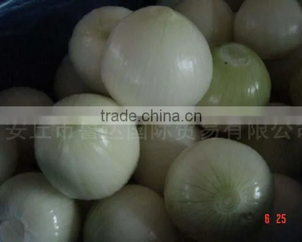 Yellow Onion Big Size