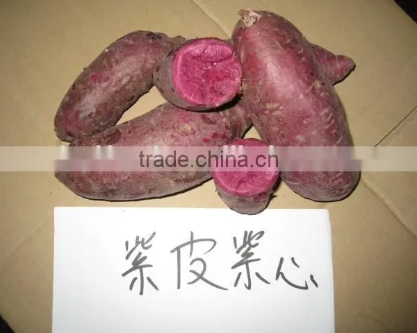 2015 Sunny Orchard Fresh Sweet Potato photo-3