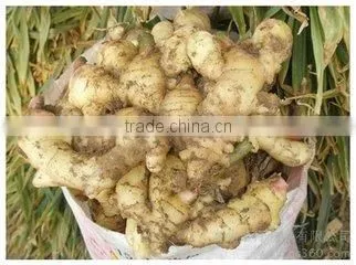 2015 New Price of Fresh Ginger , Ginger Price , Ginger photo-3