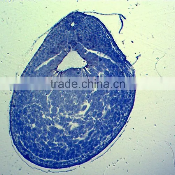 School Teaching Microscope Slides Embryo of Chicken W.M. photo-4